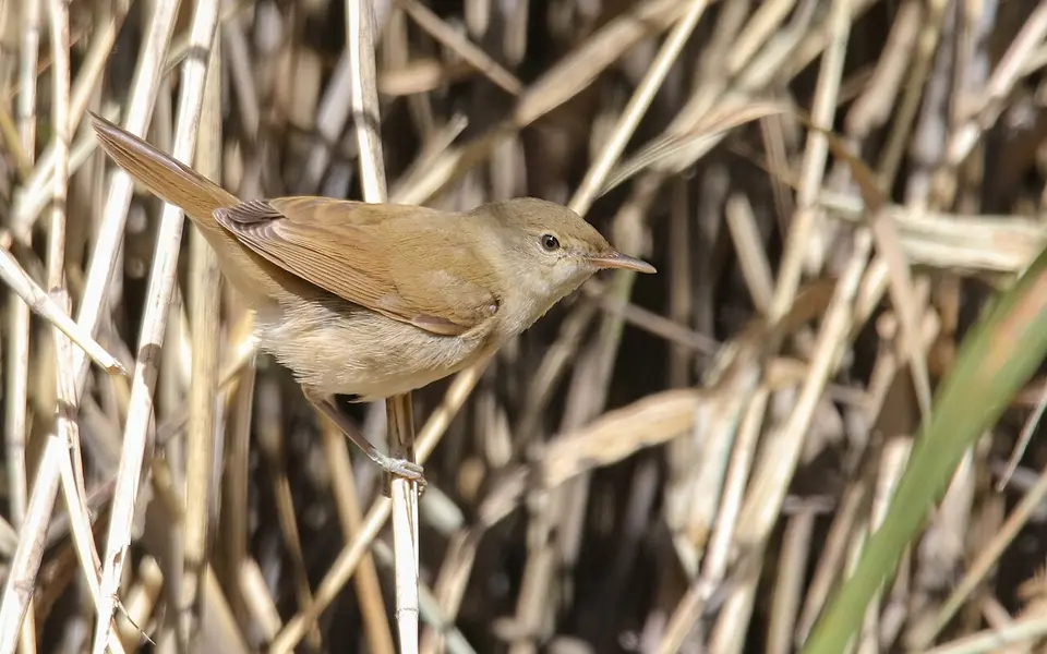 Blyth's Reed Warbler (Acrocephalus dumetorum) — photo 3 of 6