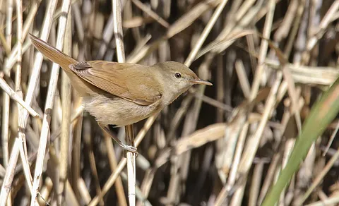 Blyth's Reed Warbler
