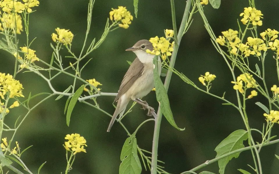 Marsh Warbler (Acrocephalus palustris) — photo 3 of 4