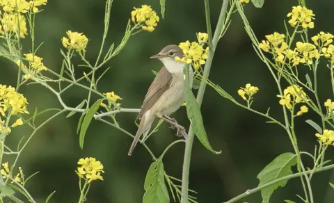 Marsh Warbler (Acrocephalus palustris) — photo 3 of 4
