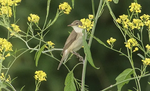 Marsh Warbler