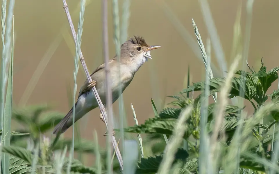 Marsh Warbler (Acrocephalus palustris) — photo 2 of 4