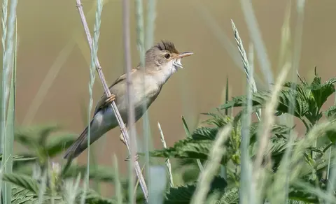 Marsh Warbler (Acrocephalus palustris) — photo 2 of 4
