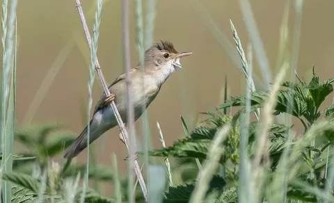 Marsh Warbler
