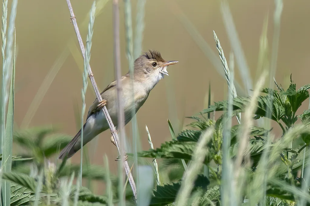 Marsh Warbler