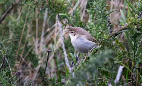 Booted Warbler (Iduna caligata) — photo 2 of 4