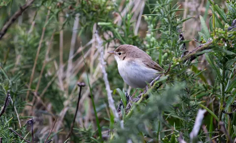 Booted Warbler