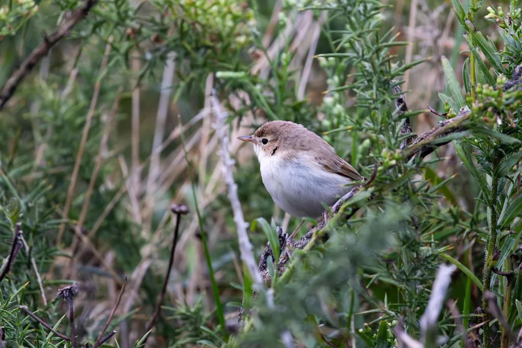 Booted Warbler