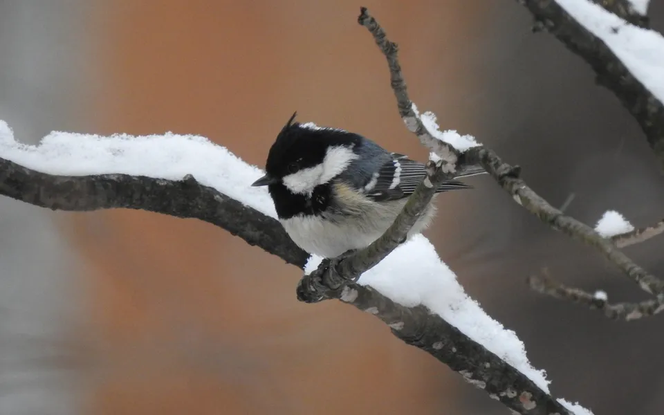 Coal Tit (Periparus ater) — photo 4 of 4