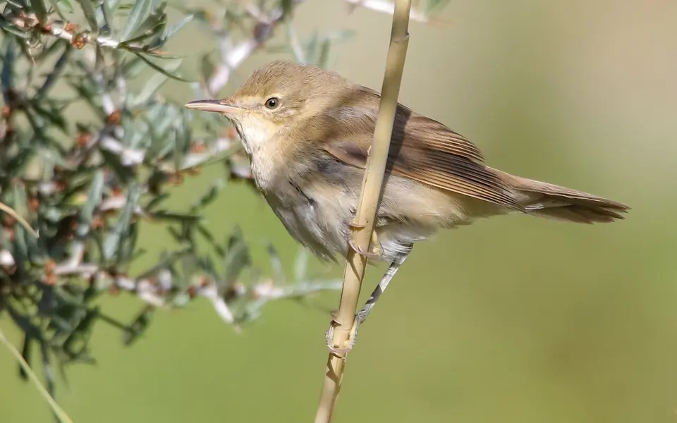 Blyth's Reed Warbler (Acrocephalus dumetorum) — photo 2 of 6