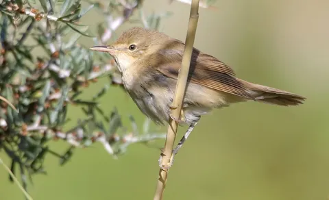 Blyth's Reed Warbler