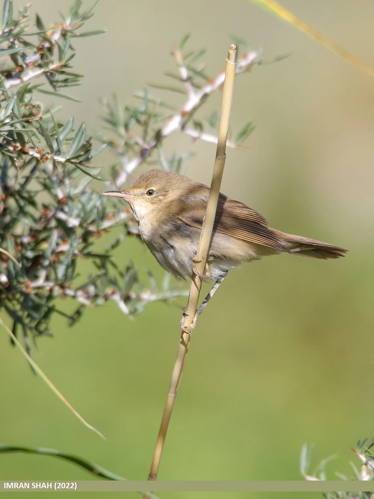 Blyth's Reed Warbler