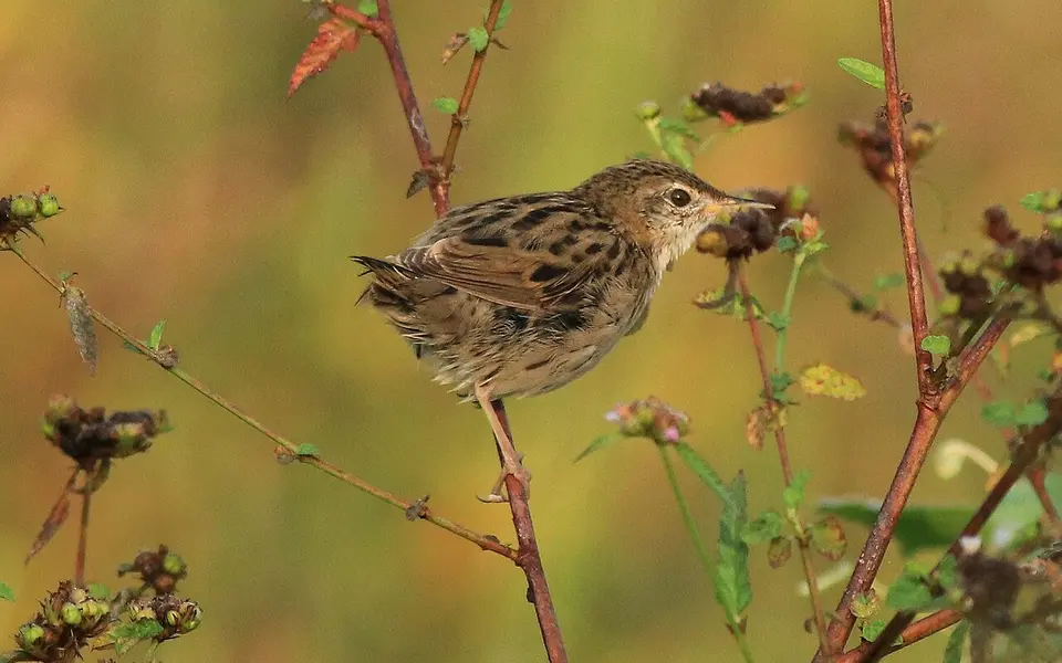 Common Grasshopper Warbler (Locustella naevia) — photo 3 of 4