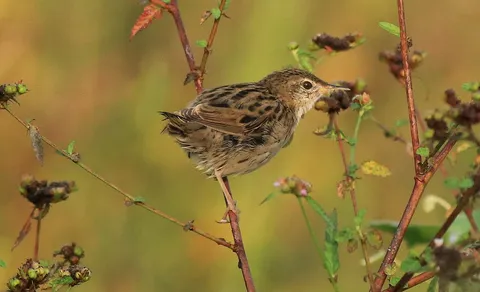 Common Grasshopper Warbler