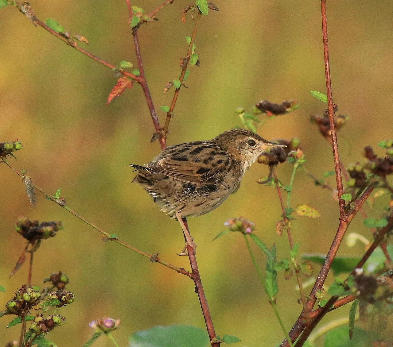Common Grasshopper Warbler