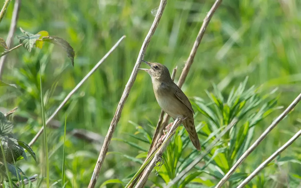 Common Grasshopper Warbler (Locustella naevia) — photo 2 of 4