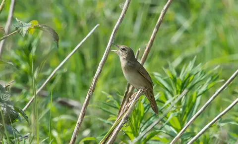 Common Grasshopper Warbler (Locustella naevia) — photo 2 of 4