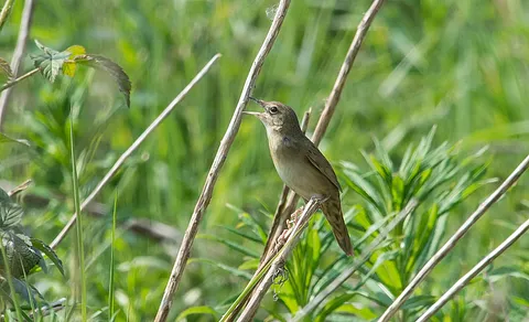 Common Grasshopper Warbler