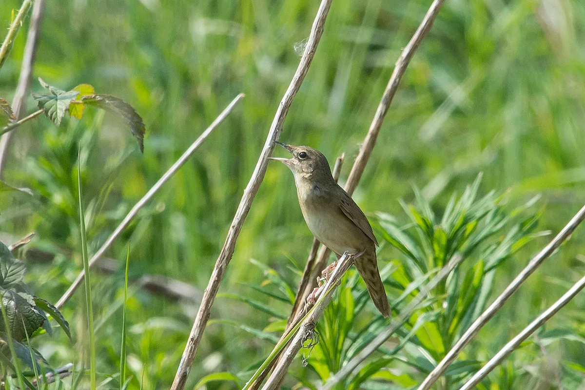 Common Grasshopper Warbler
