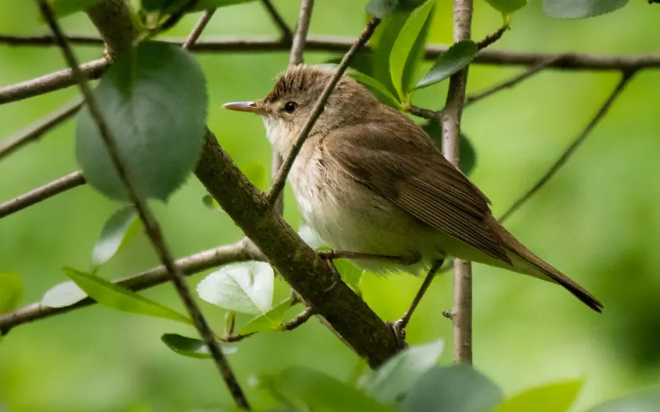 Blyth's Reed Warbler (Acrocephalus dumetorum) — photo 4 of 6