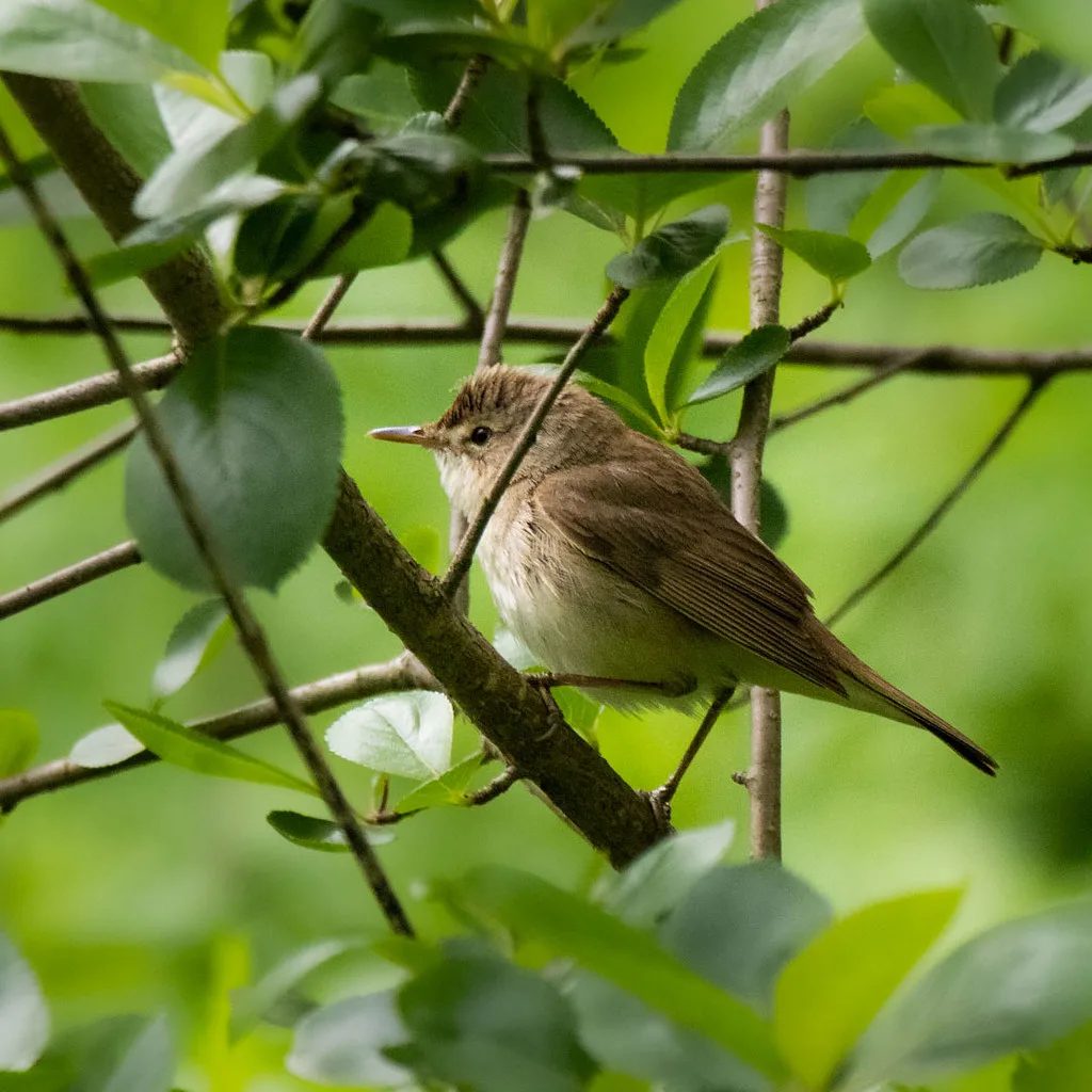 Blyth's Reed Warbler
