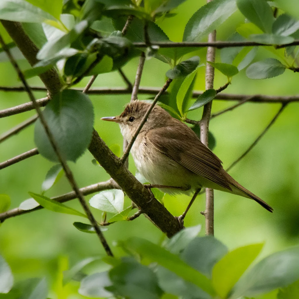 Blyth's Reed Warbler