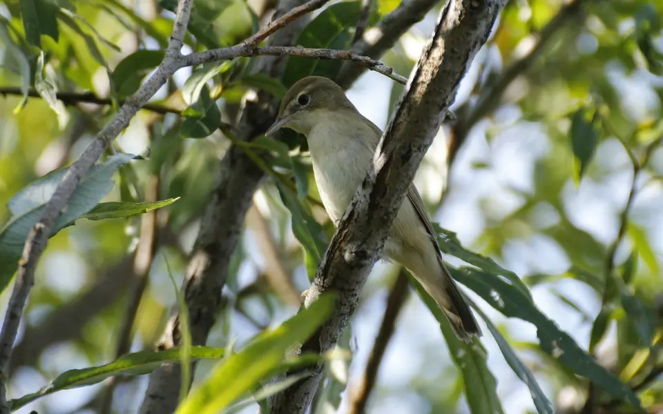 Blyth's Reed Warbler (Acrocephalus dumetorum) — photo 6 of 6