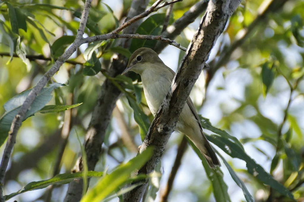 Blyth's Reed Warbler