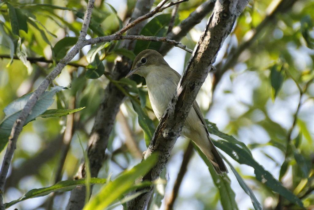 Blyth's Reed Warbler