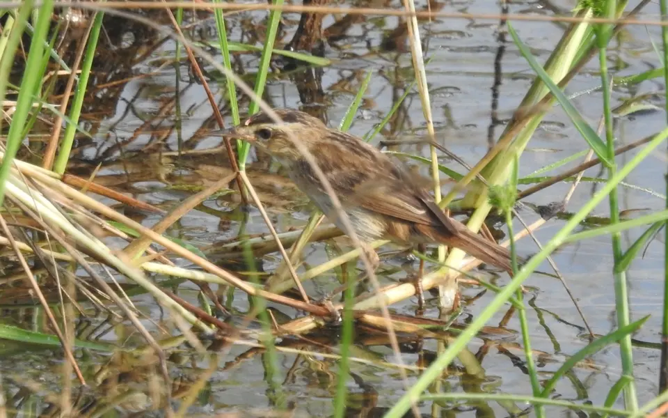 Sedge Warbler (Acrocephalus schoenobaenus) — photo 2 of 4