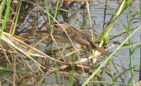 Sedge Warbler (Acrocephalus schoenobaenus) — photo 2 of 4