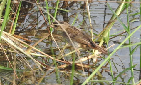 Sedge Warbler