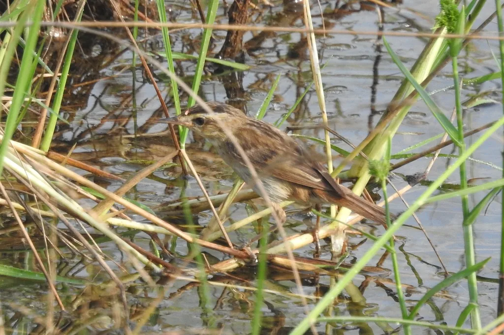 Sedge Warbler