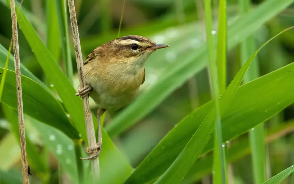 Sedge Warbler (Acrocephalus schoenobaenus) — photo 4 of 4