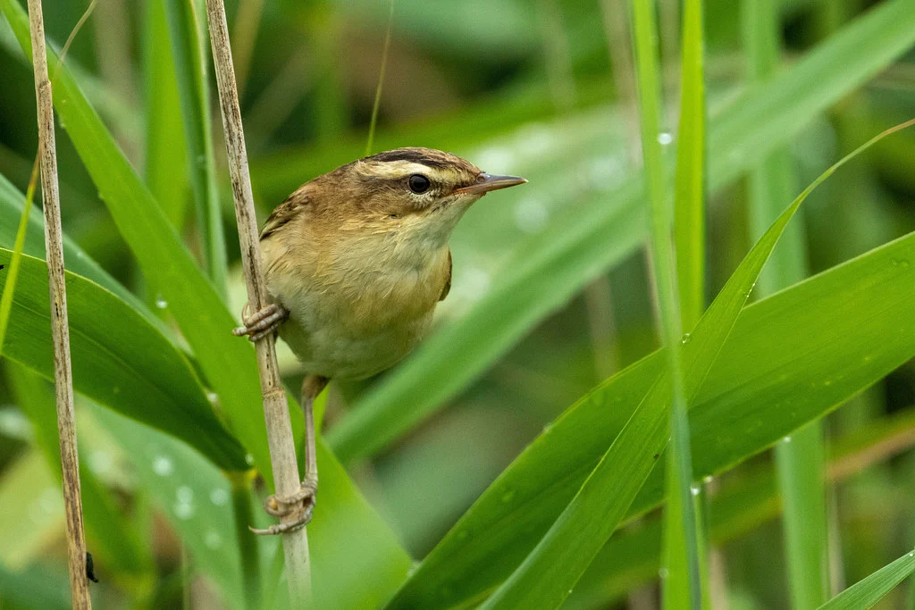 Sedge Warbler