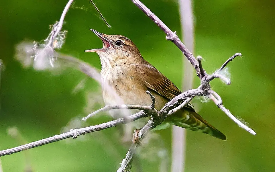 River Warbler (Locustella fluviatilis) — photo 2 of 6