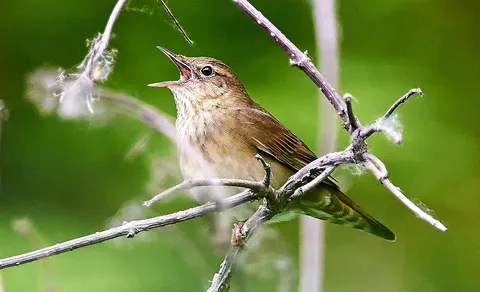 River Warbler