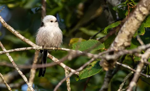 Long-tailed Tit