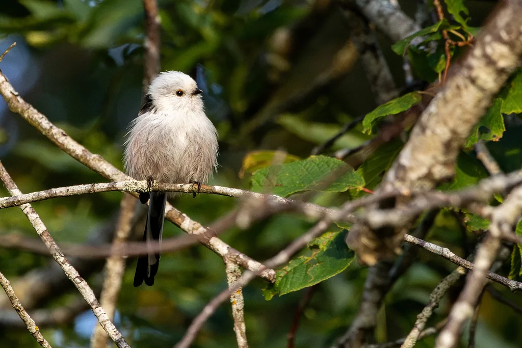 Long-tailed Tit
