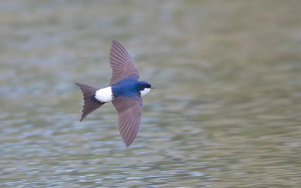 Western House-Martin (Delichon urbicum) — photo 2 of 3