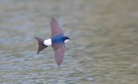 Western House-Martin (Delichon urbicum) — photo 2 of 3