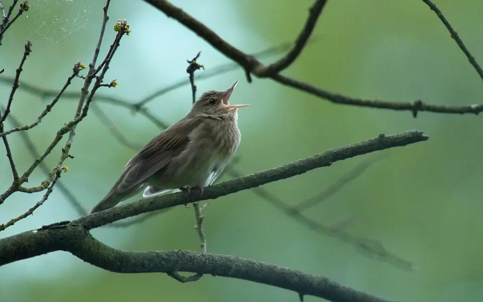 River Warbler (Locustella fluviatilis) — photo 4 of 6