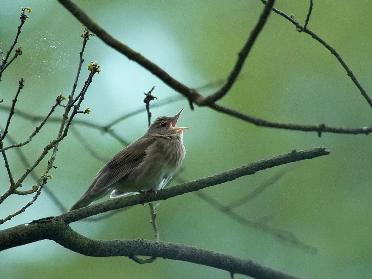 River Warbler