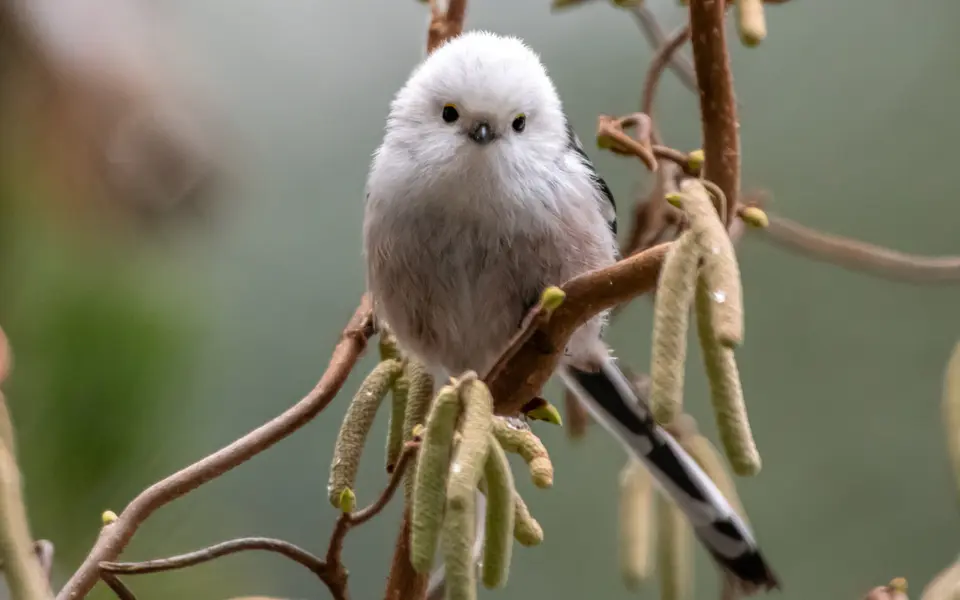 Long-tailed Tit (Aegithalos caudatus) — photo 2 of 4