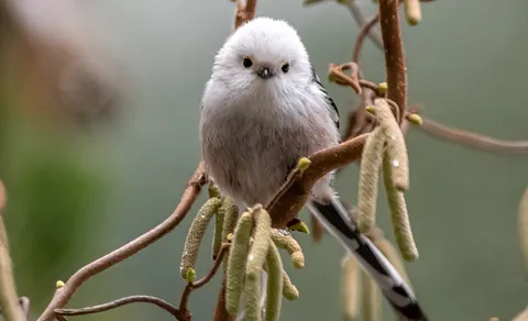 Long-tailed Tit