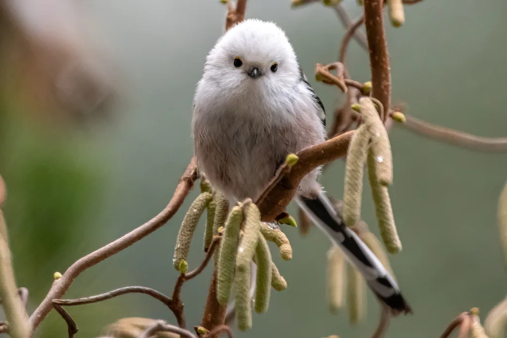 Long-tailed Tit