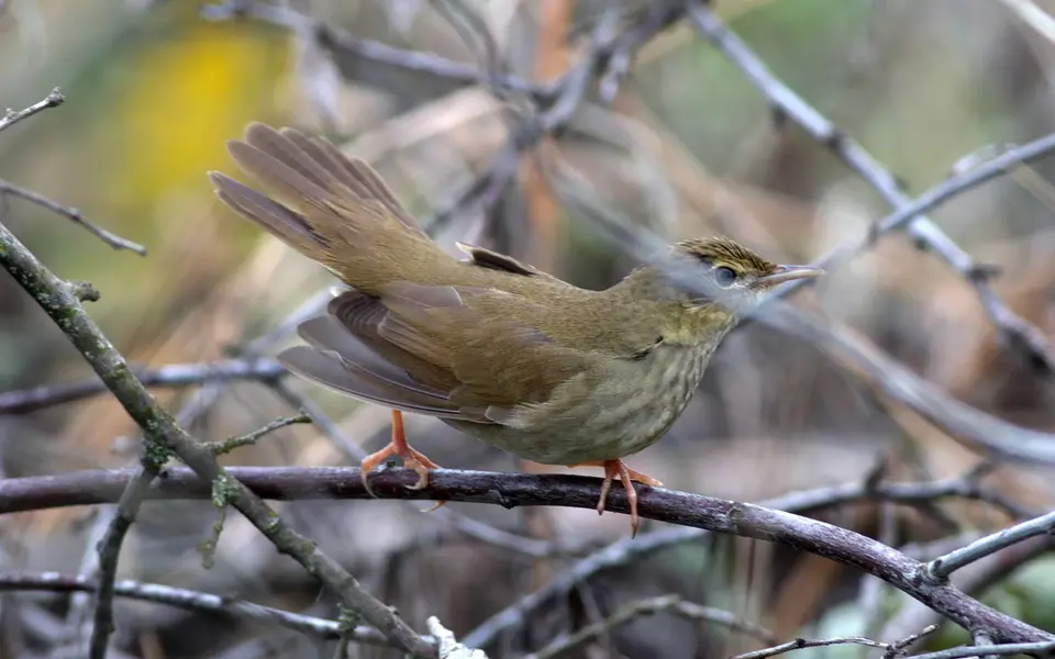 River Warbler (Locustella fluviatilis) — photo 5 of 6