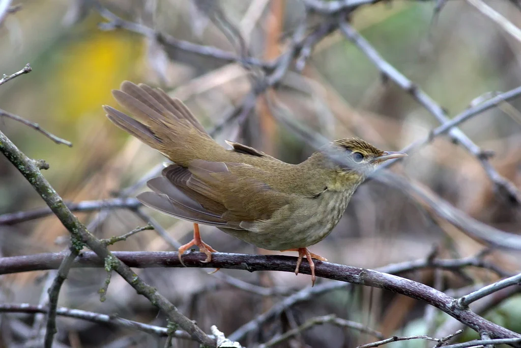 River Warbler