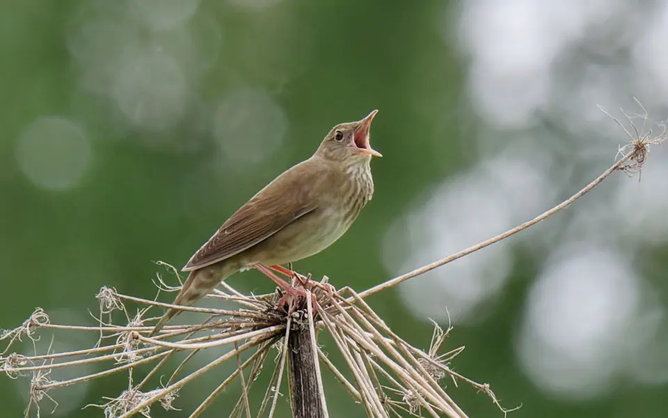 River Warbler (Locustella fluviatilis) — photo 6 of 6