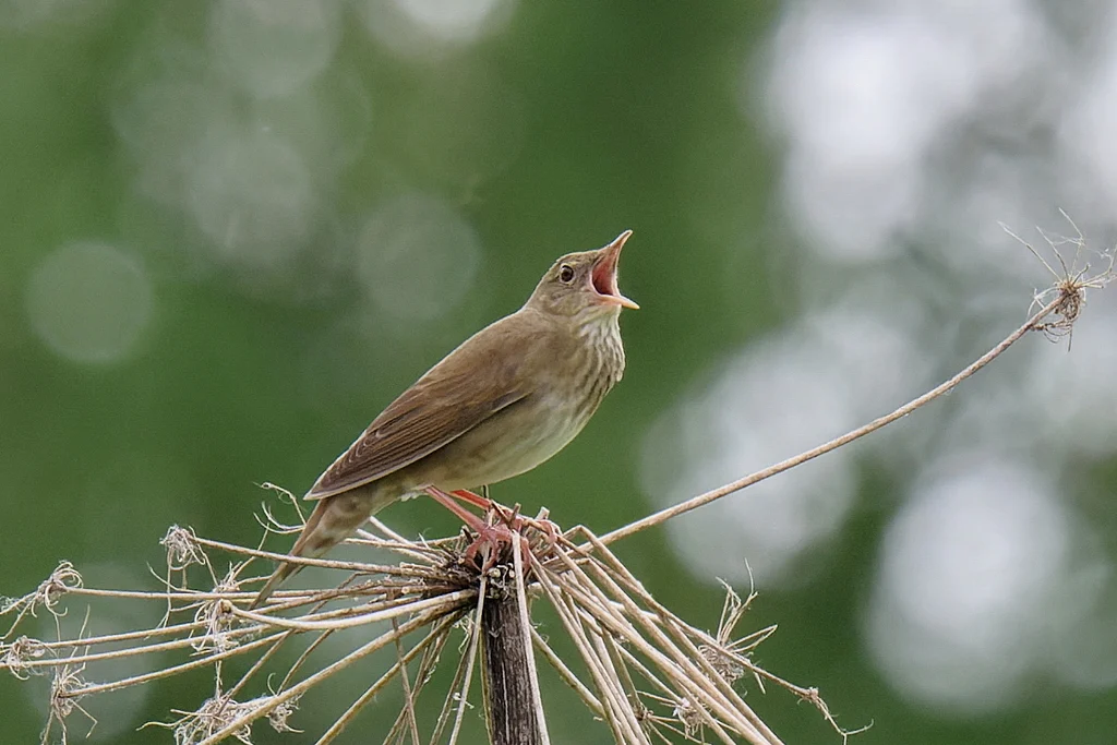 River Warbler